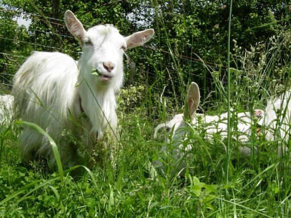 Unsere Appenzeller Ziegen